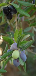 multicolored olivesDSC_0011-002