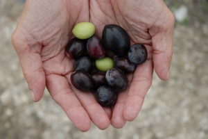 olives in hand close up